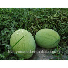 NW04 Fanfa Sale best watermelon seeds for planting